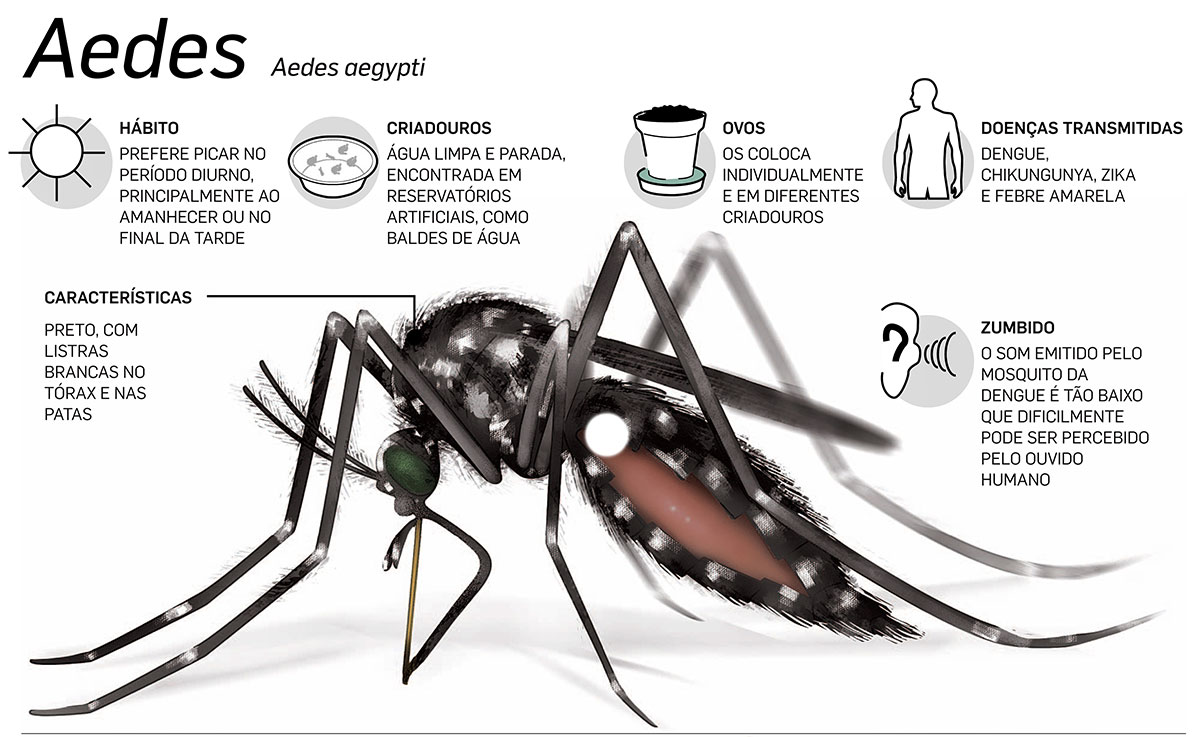 Mosquito Aedes aegypti, sintomas da dengue, sintomas de dengue,