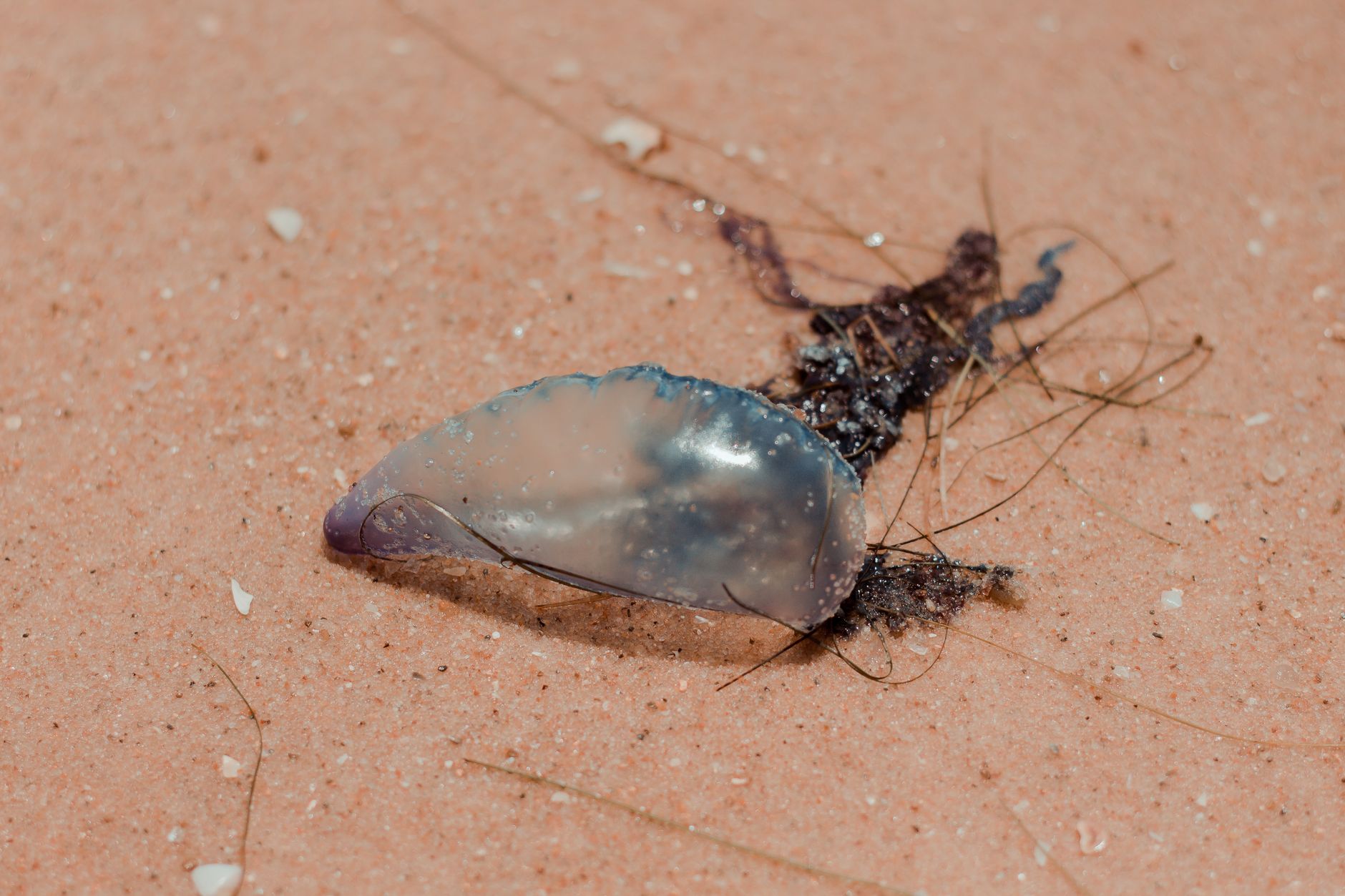 A Portuguese Man O' War rests on the sandy beach of Aracati, Brazil.