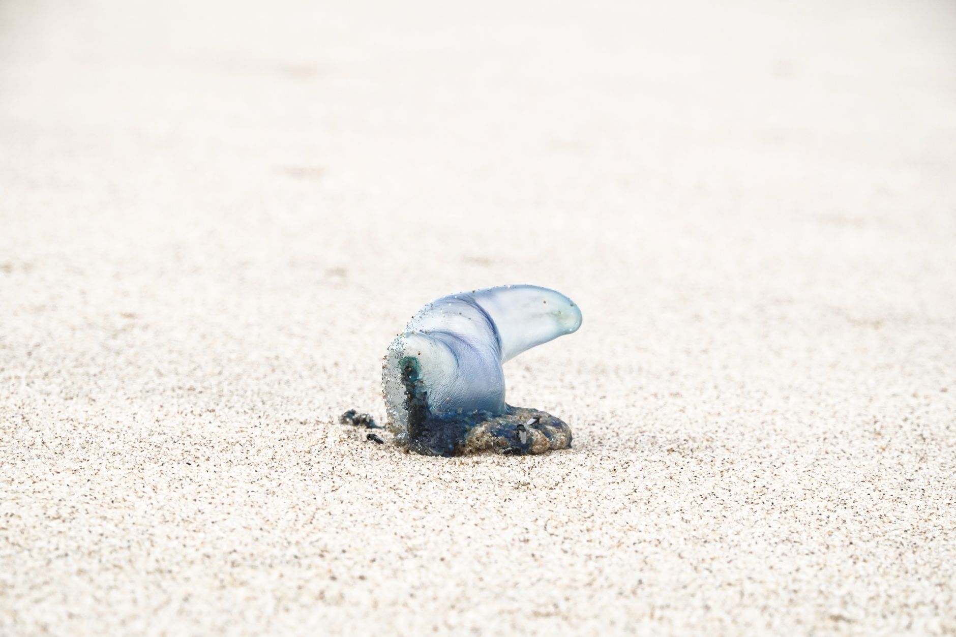 A Portuguese Man of War resting on a sandy beach, illustrating sea life.