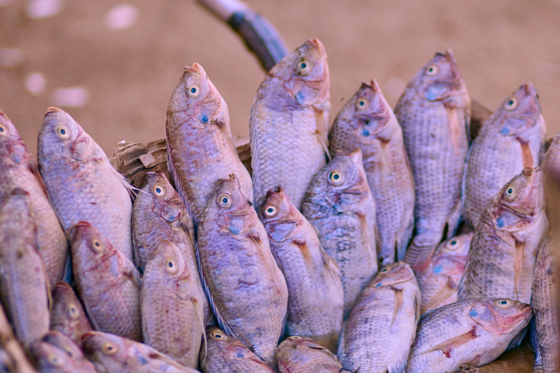Freshly caught tilapia fish stacked in a basket, ready for market sale.